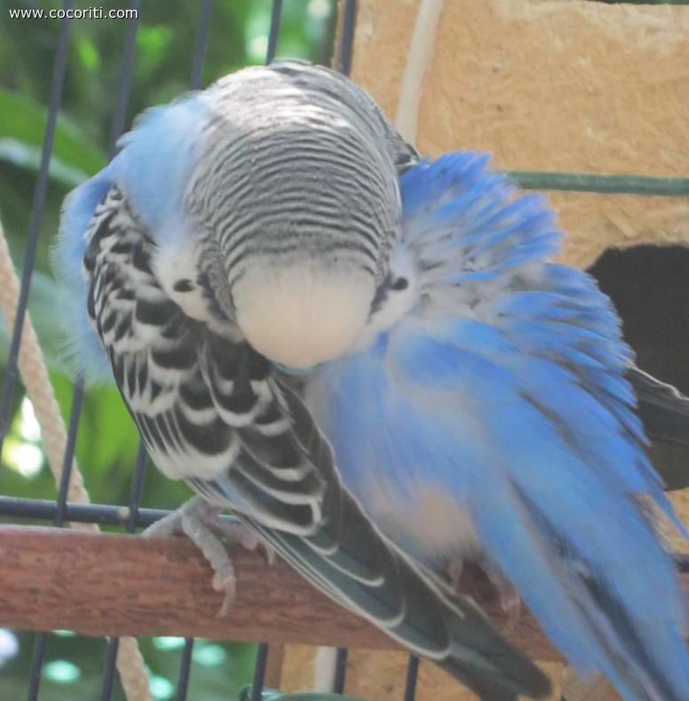 Nettuno pulisce le sue bellissime piume**