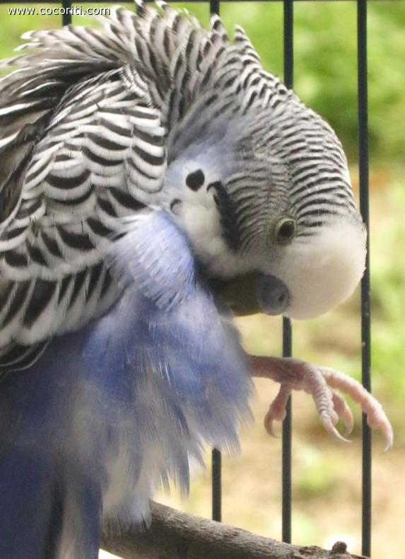 Bacco fà le pulizie!