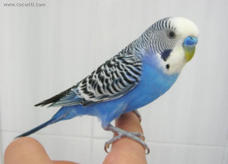 Nettuno**