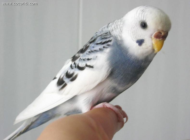 Nikita**