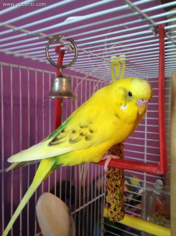 Stella