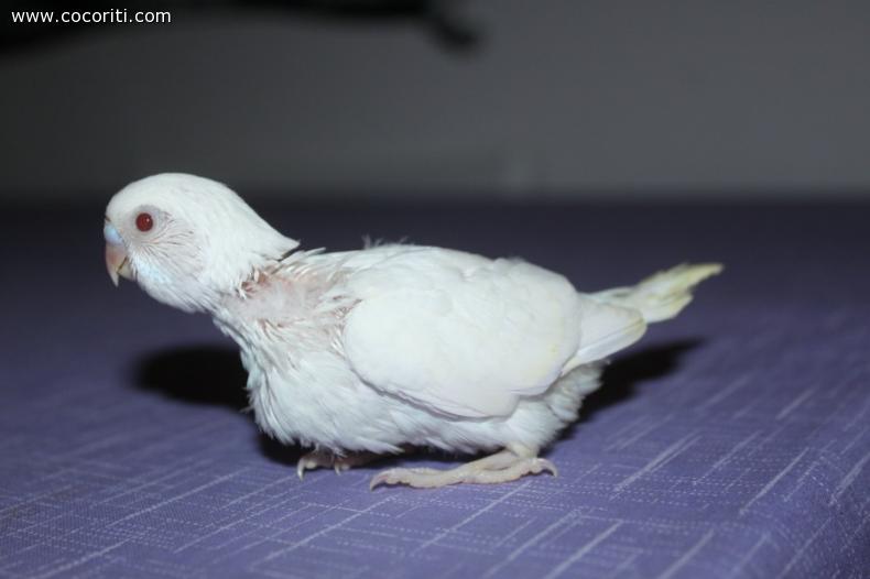 giovane albino