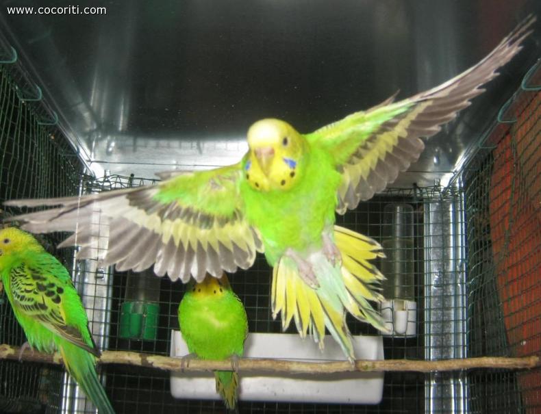 Flyyy!