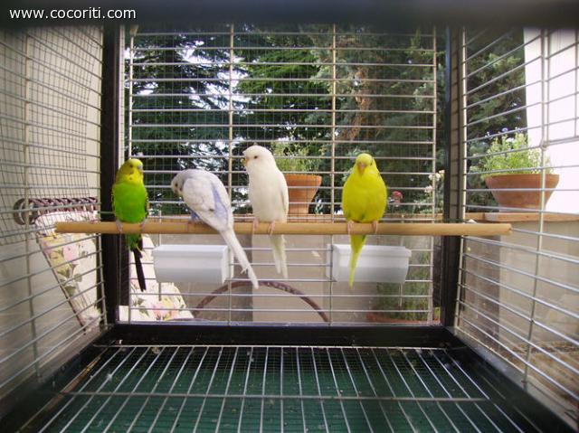 I miei cochini