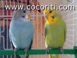 BiBì & Cocò