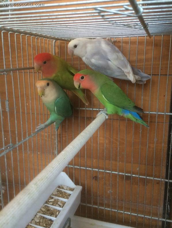 Le mie coppie di Aga