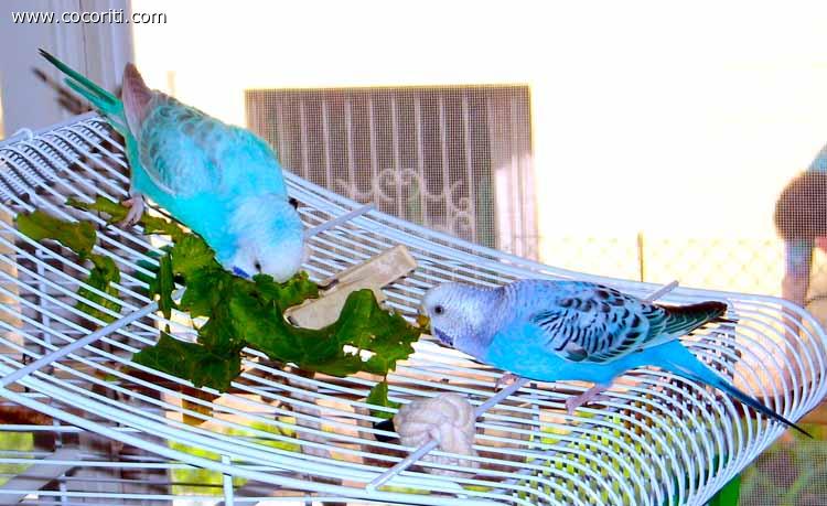 Betty e Blue si pappano l'insalata