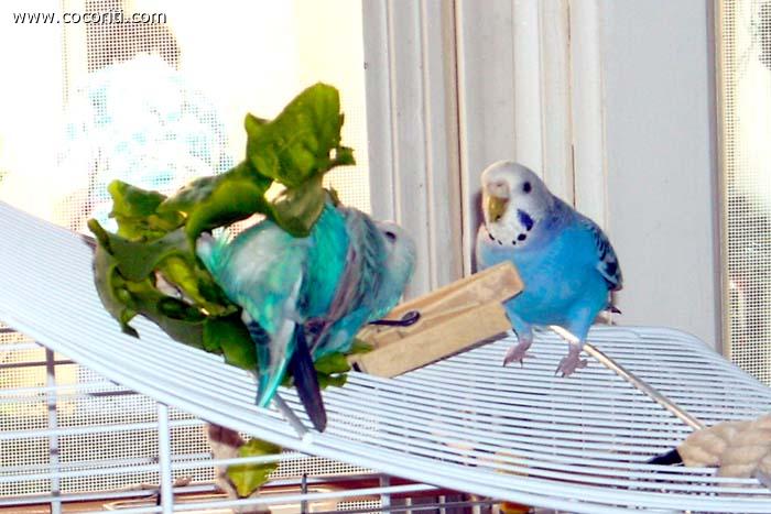 betty e blue con l'insalata