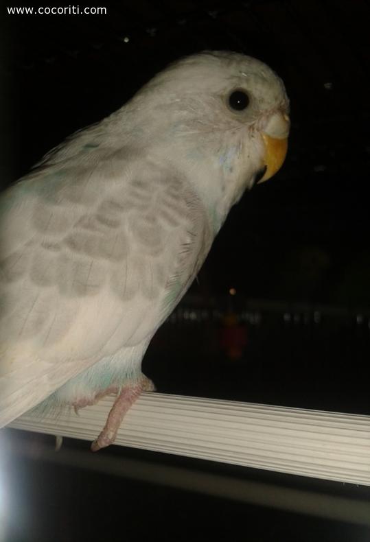 Lyla