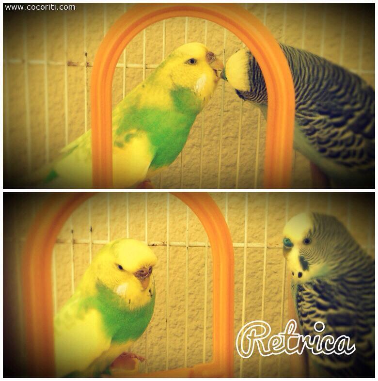 jessy e woody