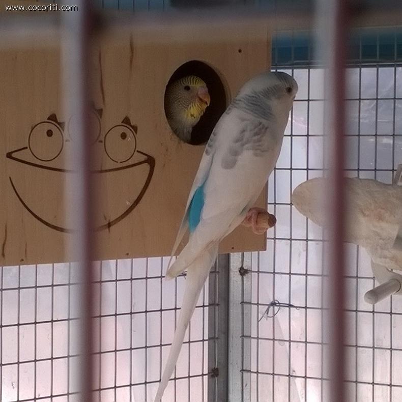 Mamma Jolanda & pullo