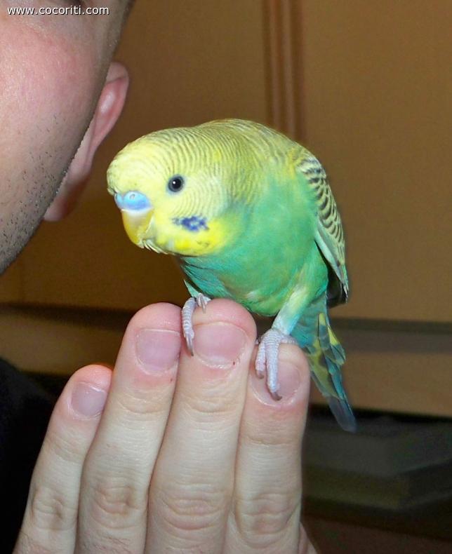 Kiko