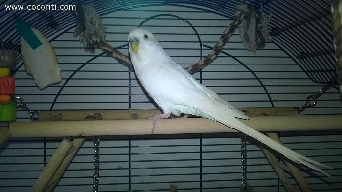 KIRI'