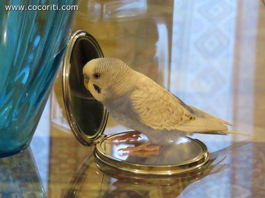 coco-allo- specchio!