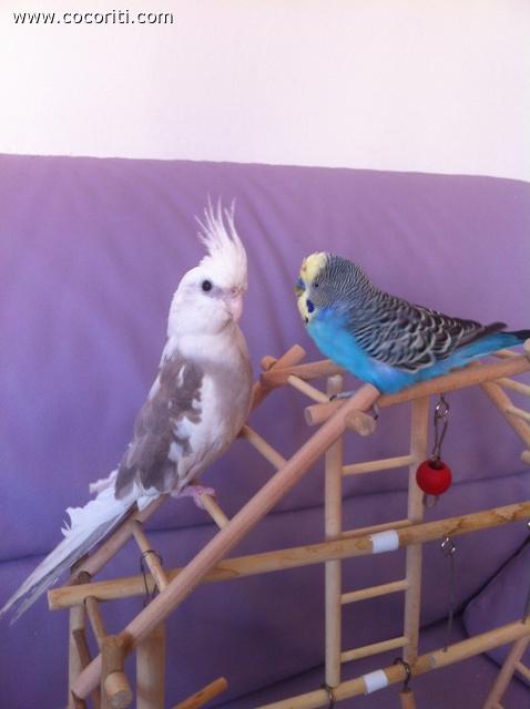 Rio e Cherie