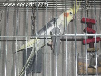 Lapo