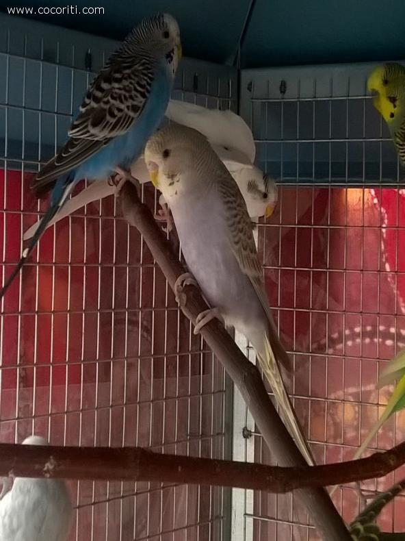 Lillo