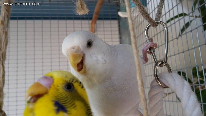Litigi per il gioco di cocco