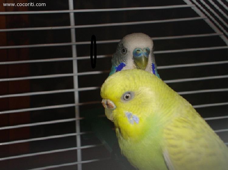 maffin e rudi