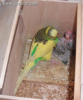 Mamma coco con i suoi pulli