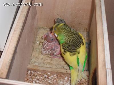 Mamma coco con i suoi pulli