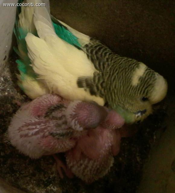 Cippy con i suoi pulli di 13-12 (e 11 giorni, che non si vede)