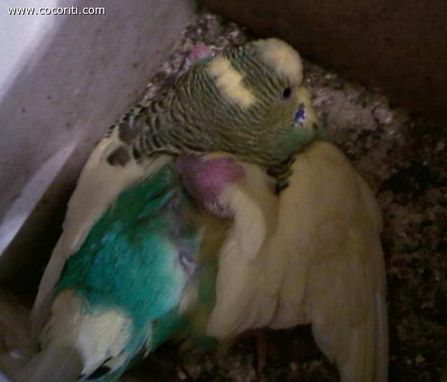 mamma coco scalda il suo pullo