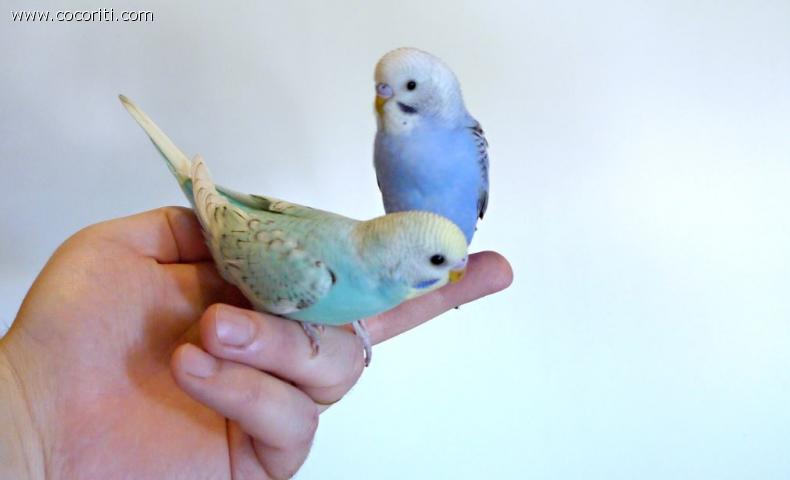 Mel&Twig