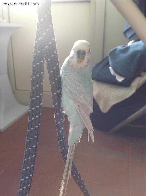 Melo Melo perchè sei tu Melo?