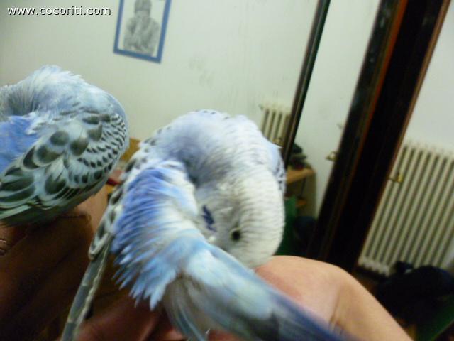 birbo