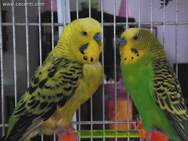 Giocondo e Mirtillo:)