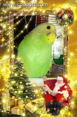 coco natale