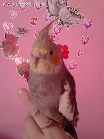 piccoloo