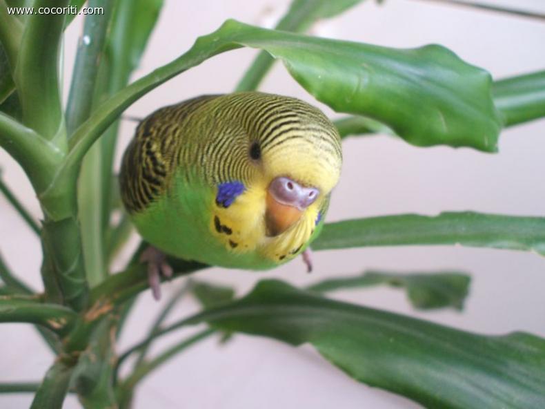 natura