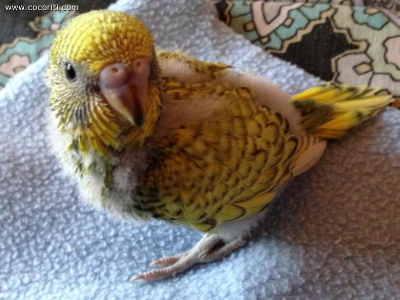 Monet