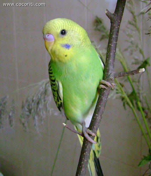 lilli