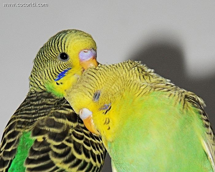 I due fratelli