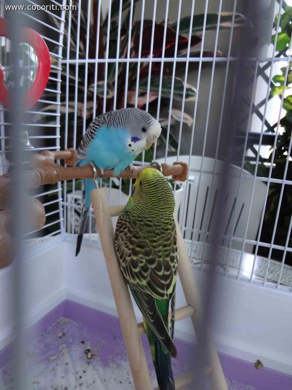 noi...come romeo e giulietta
