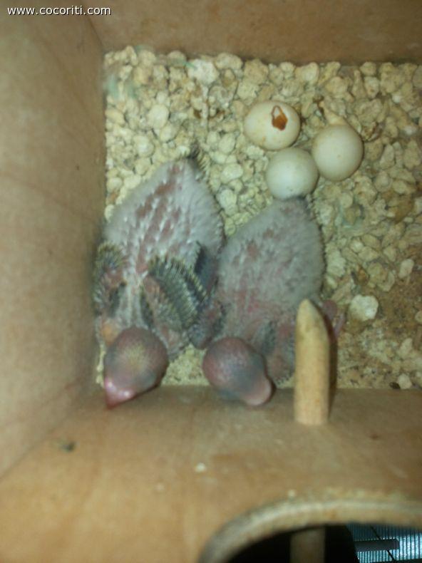 Nuovi pulletti di cocorita