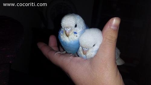 Elsa & Piccolina