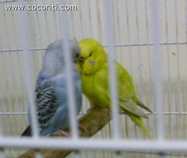 che bella coppietta!!!