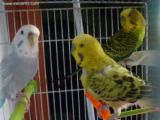 Mirtillo, Giocondo e Miu:)