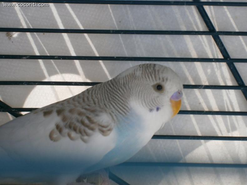 Cannella