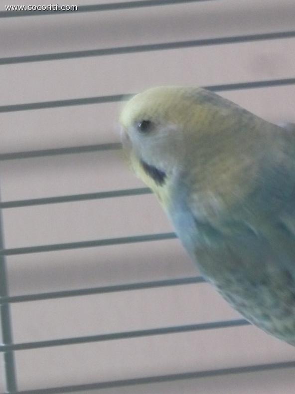 Paco