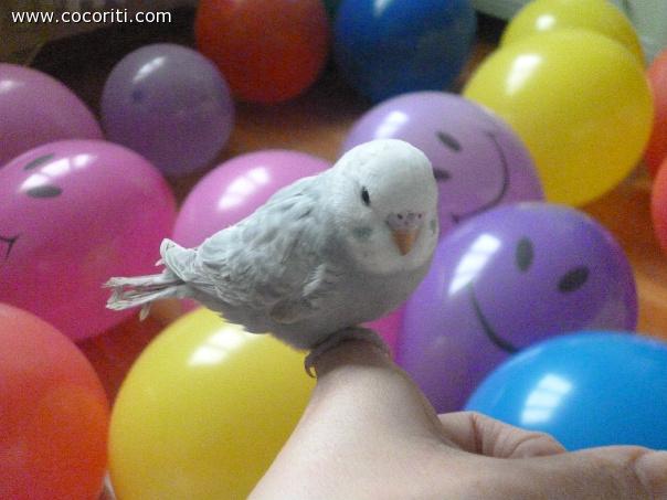 Miu pulletta tra i palloncini!