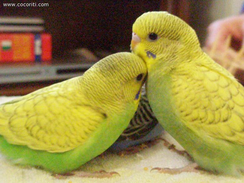 Amorini!