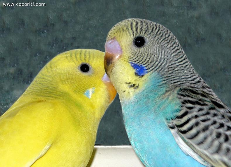 My new budgies