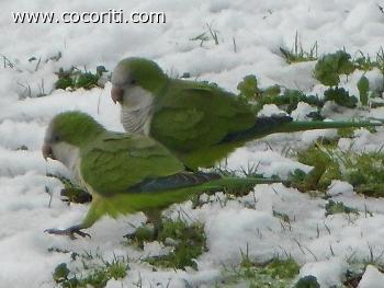 Pappagallini Romani sulla Neve(parco della Caffarella)