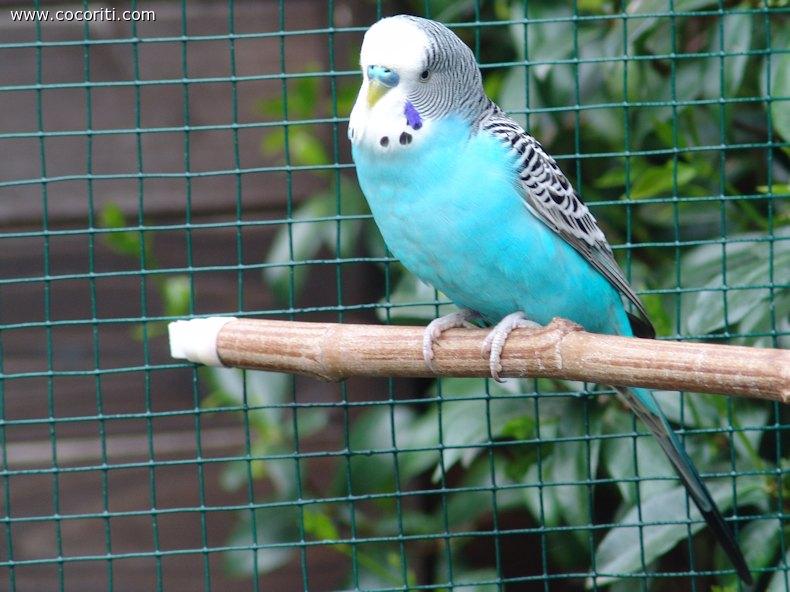 Pappagallino Cielo