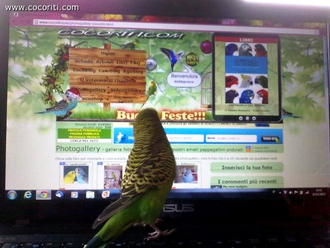 Pappagallino visita il sito cocoriti.com :-)